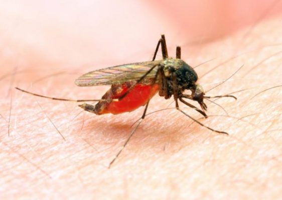 ASM inceases malaria in Mashonaland Central