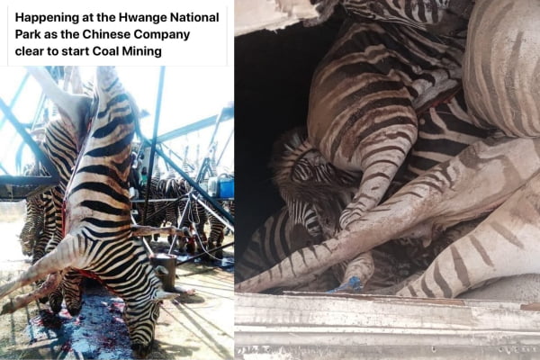 Hwange Chinese Zebra slaughter image is FAKE news 2