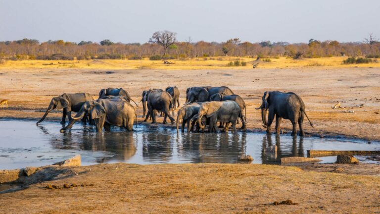 ZELA files an urgent chamber application against Hwange National Park SGs