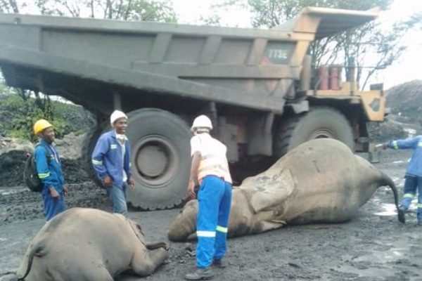 A dump truck collides with elephants in hwange Dec 2020