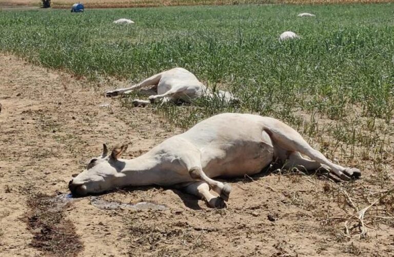 Cyanide Poisoning kills 23 Cattle in Mhangura